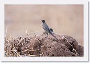 18TarangirePMGameDrive - 45 * Ashy Starling.